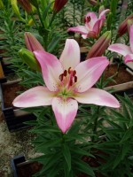 [1638 Couplet S-ES No01.JPG]